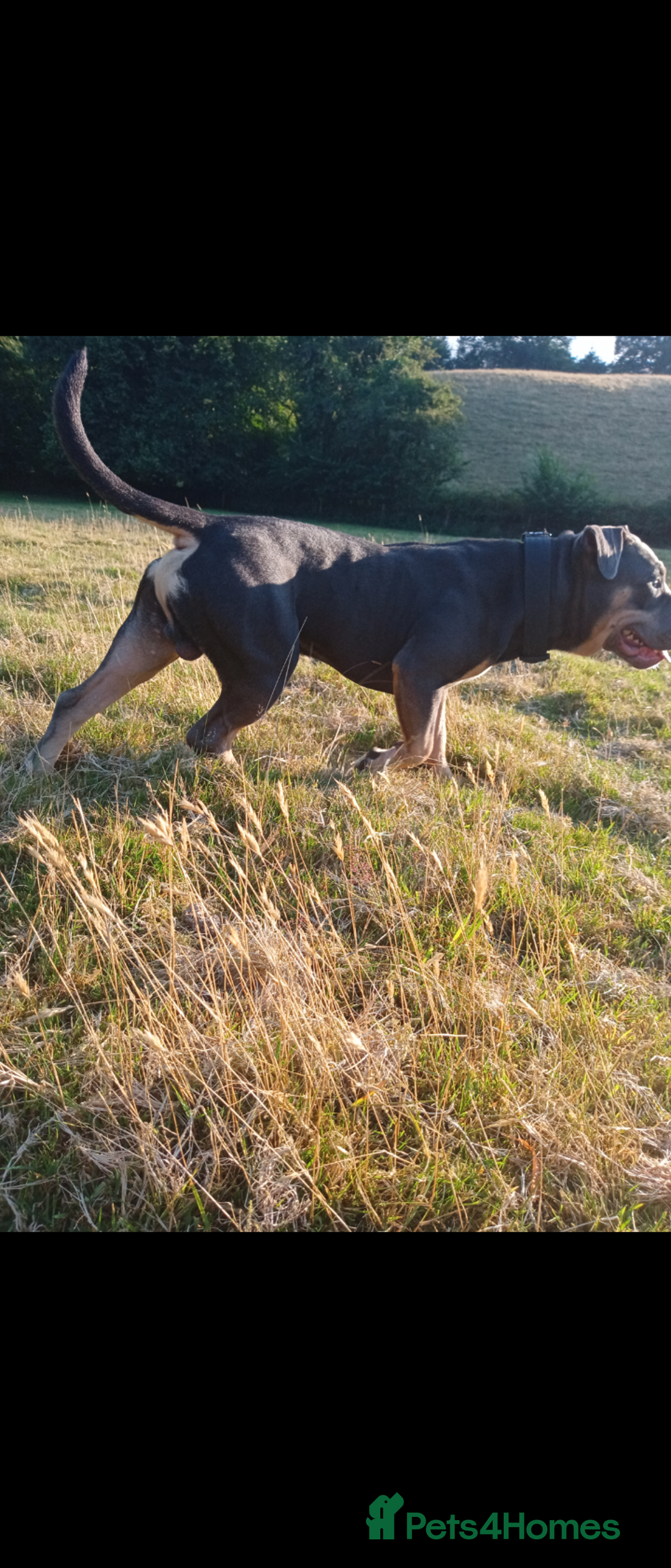 American Bully dogs for sale: American bully  - Image 4