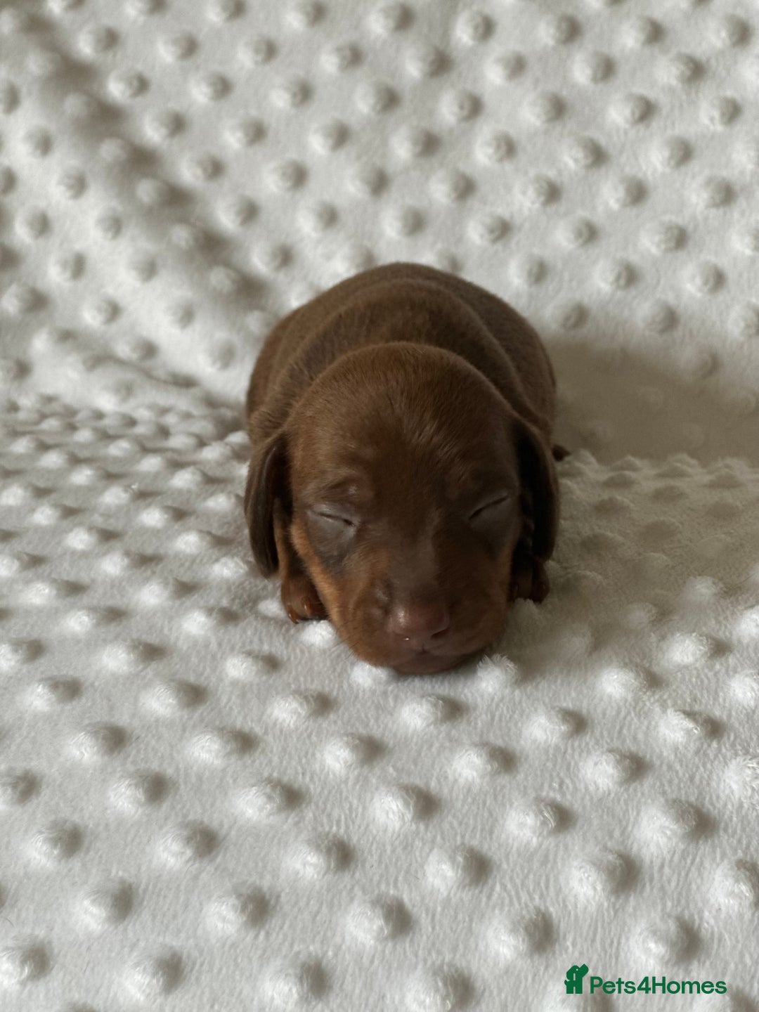 Miniature Dachshund dogs for sale: Champion  lines brindle / dapple mini daschund  - Image 5