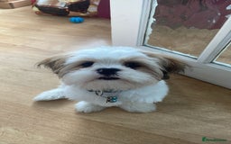 Lhasa Apso dogs for sale: Male Lhasa apso - Image 5