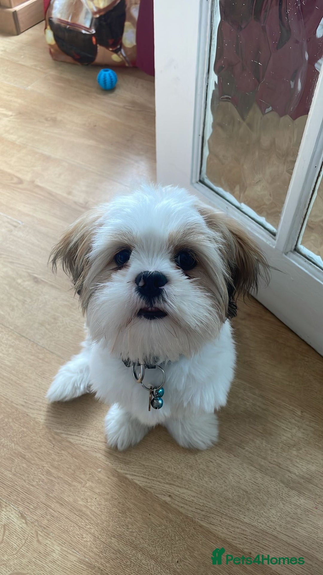 Lhasa Apso dogs for sale: Male Lhasa apso - Image 5