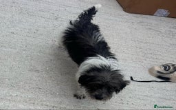 Jackapoo dogs for sale: Jackapoo puppies - Image 7