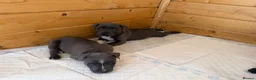 Staffordshire Bull Terrier dogs for sale: Blue staffordshire bull terrier puppies - Advert 9