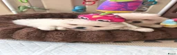 Pomeranian dogs for sale:  ✨KCRegistered ✨️ Teddy Bear Pomeranian Puppies 🐾 in Clydebank - Advert 6
