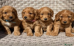 Cockapoo dogs for sale: 😍😍 F1 cockapoo puppies 😍😍 - Image 19