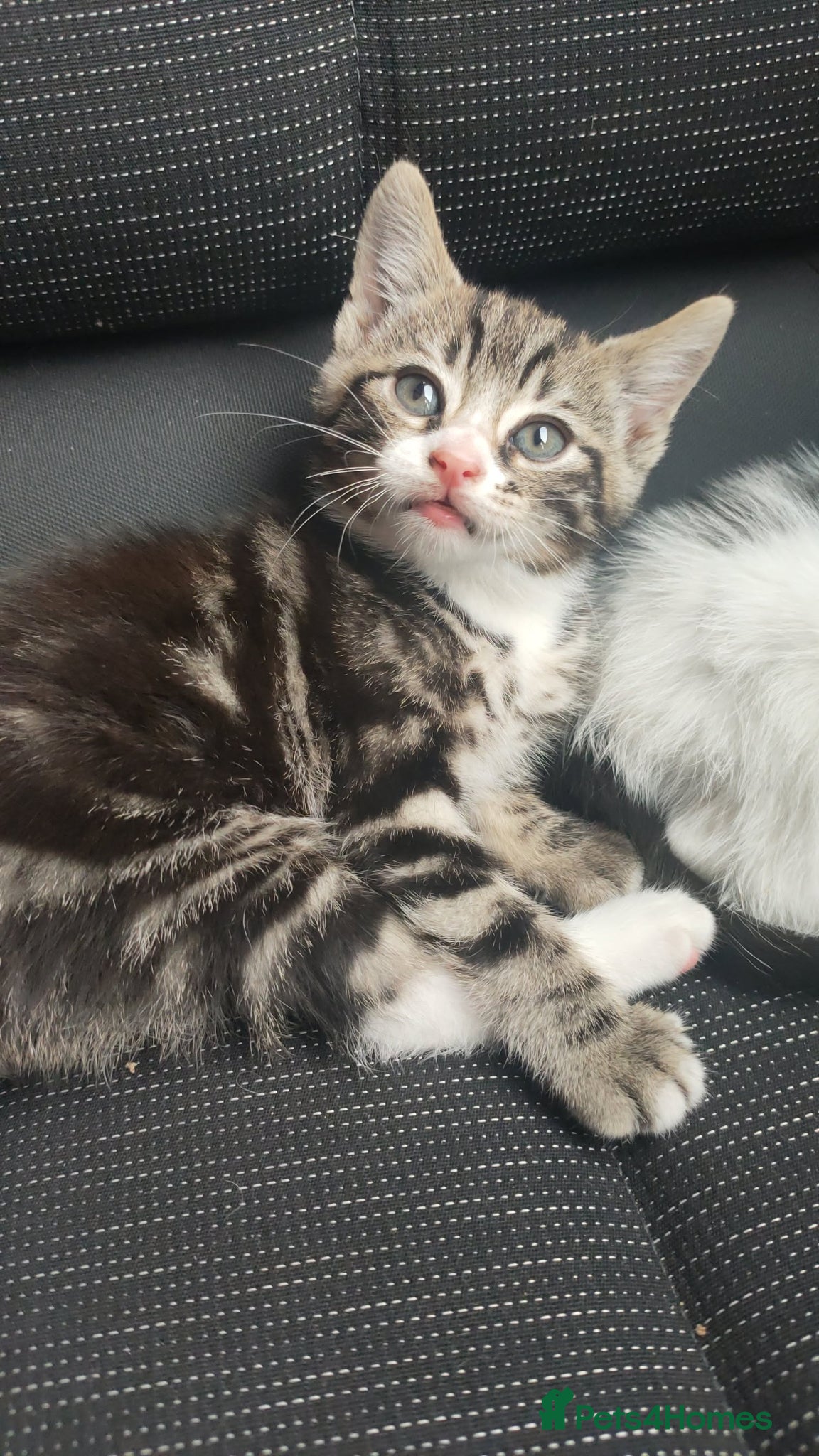 Mixed Breed cats Gorgeous 8 week old kitten  - Advert 2