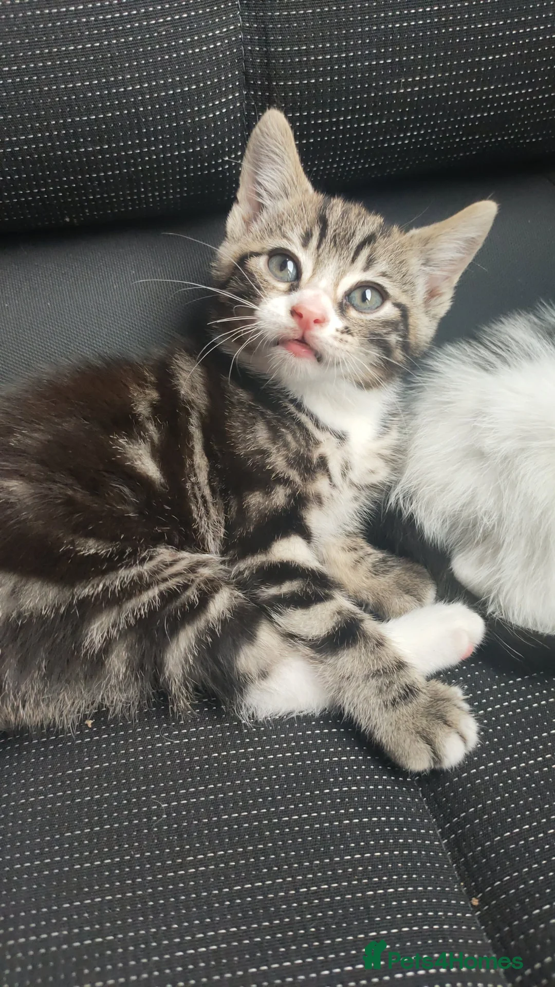 Mixed Breed cats for sale: Gorgeous 8 week old kitten  in Bilston - Advert 1