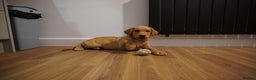 Labrador Retriever dogs for sale: Stunning KC Fox Red & Yellow Labrador Puppies - Advert 24