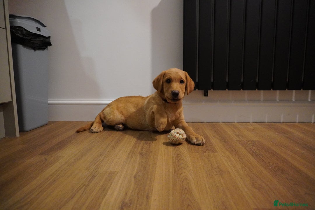 Labrador Retriever dogs for sale: Stunning KC Fox Red & Yellow Labrador Puppies - Advert 24
