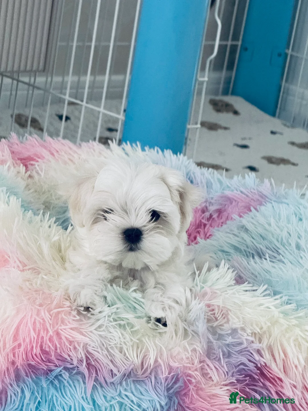 Maltese dogs for sale: 💎Last Boy Full Korean Maltese  Available💎 - Advert 32