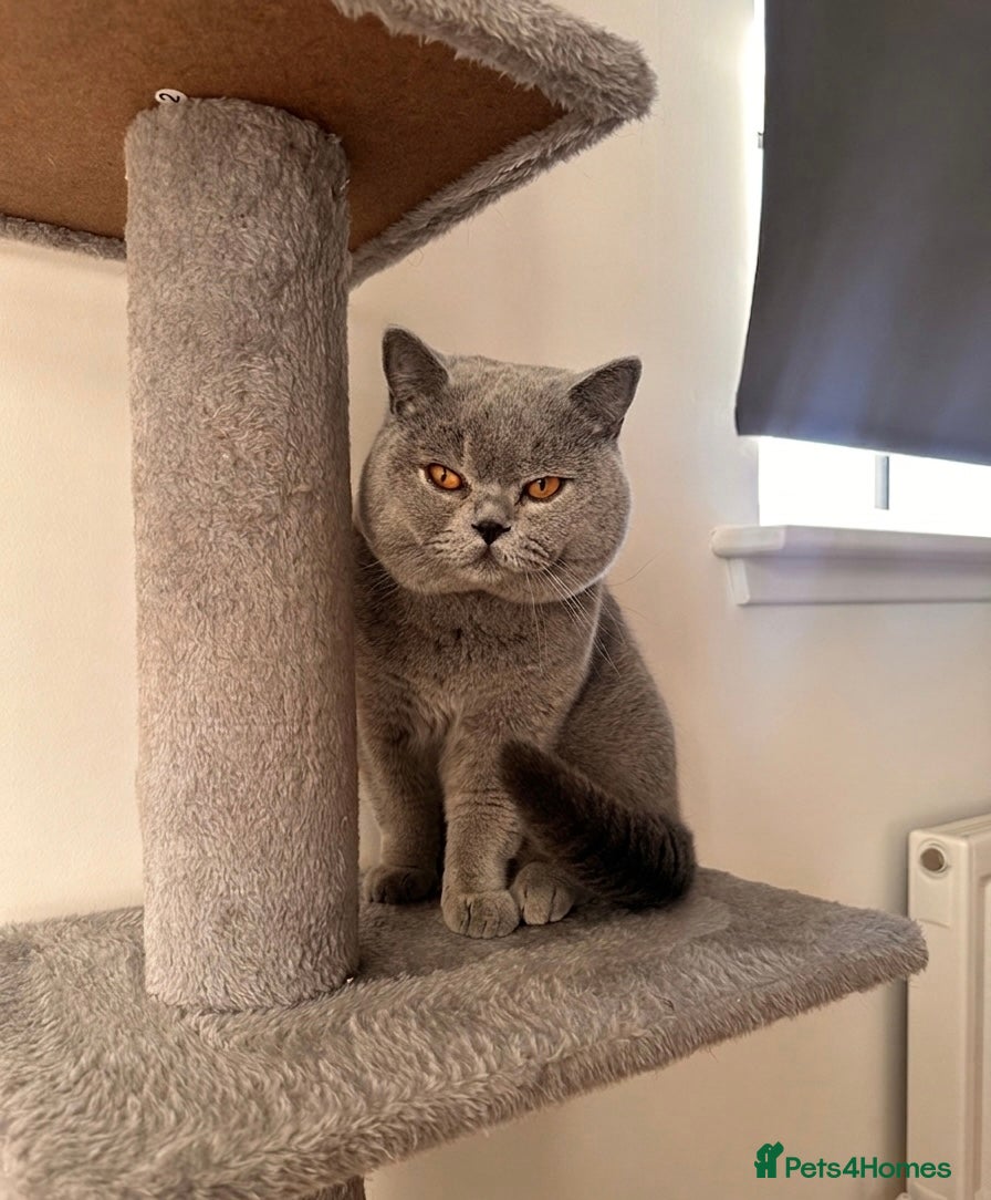 British Shorthair cats ✨ BSH Blue Carrier of Cinnamon and Fawn 🐾👑 - Advert 10