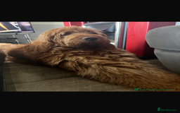 Goldendoodle dogs for sale: Golden doodle puppies ready 12th September  - Image 33