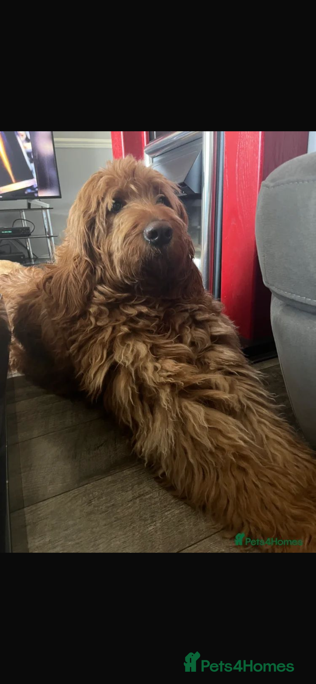 Goldendoodle dogs for sale: Golden doodle puppies ready 12th September  - Image 33