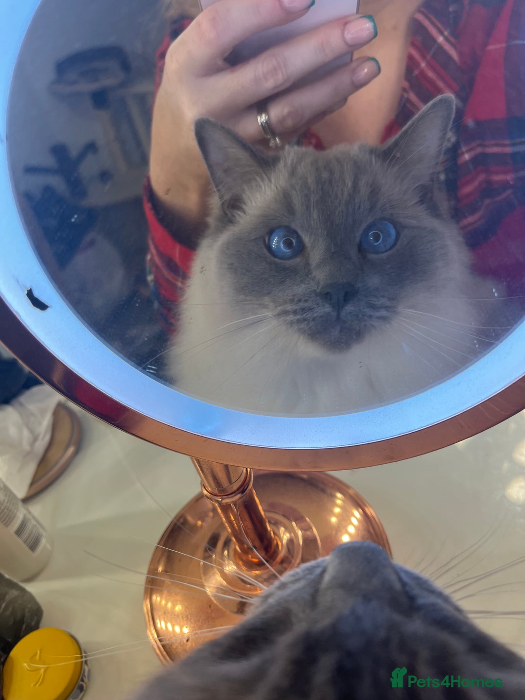 Ragdoll cats for sale: 5 year old Ragdoll cat - Image 10
