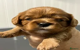 Cavalier King Charles Spaniel dogs for sale: Beautiful Cavalier King Charles Spaniel puppies! - Image 3