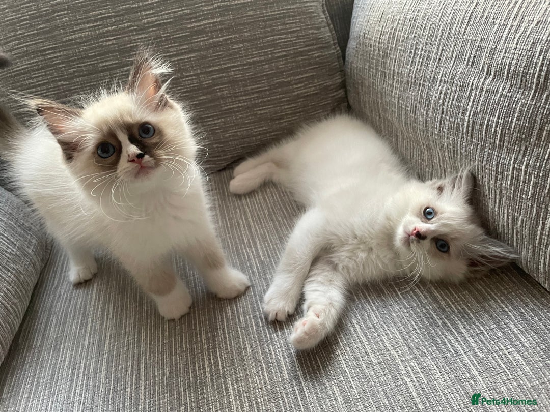 Ragdoll cats for sale: Pedigree Bicolour Ragdoll kittens  - Image 11