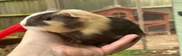 Guinea Pig rodents for sale: Baby boys - Advert 2