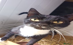 Mixed Breed cats for sale: 3 kittens  - Image 2