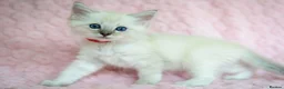 Ragdoll cats for sale: Stunning Ragdolls Reserve Now. - Advert 4