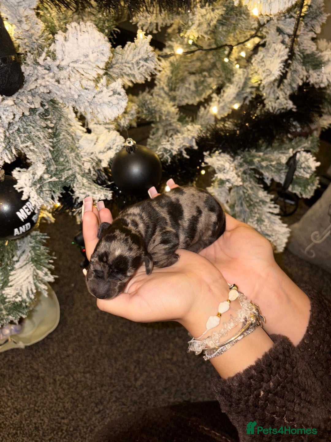 Miniature Dachshund dogs for sale: Miniature dapple daschund puppies for sale - Advert 5