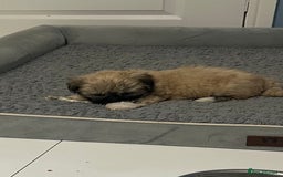 Lhasa Apso dogs for sale: Lhasa Apso Puppie’s ready 2-08-25 - Image 7