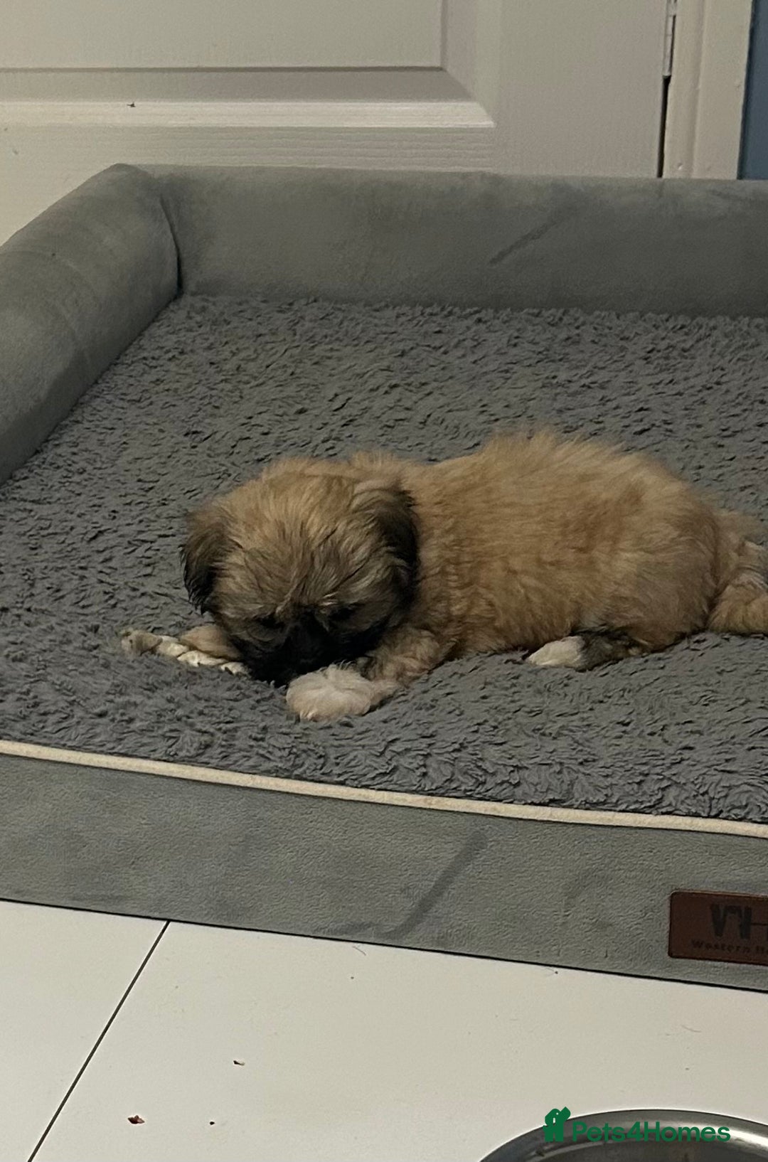 Lhasa Apso dogs for sale: Lhasa Apso Puppie’s ready 2-08-25 - Image 7