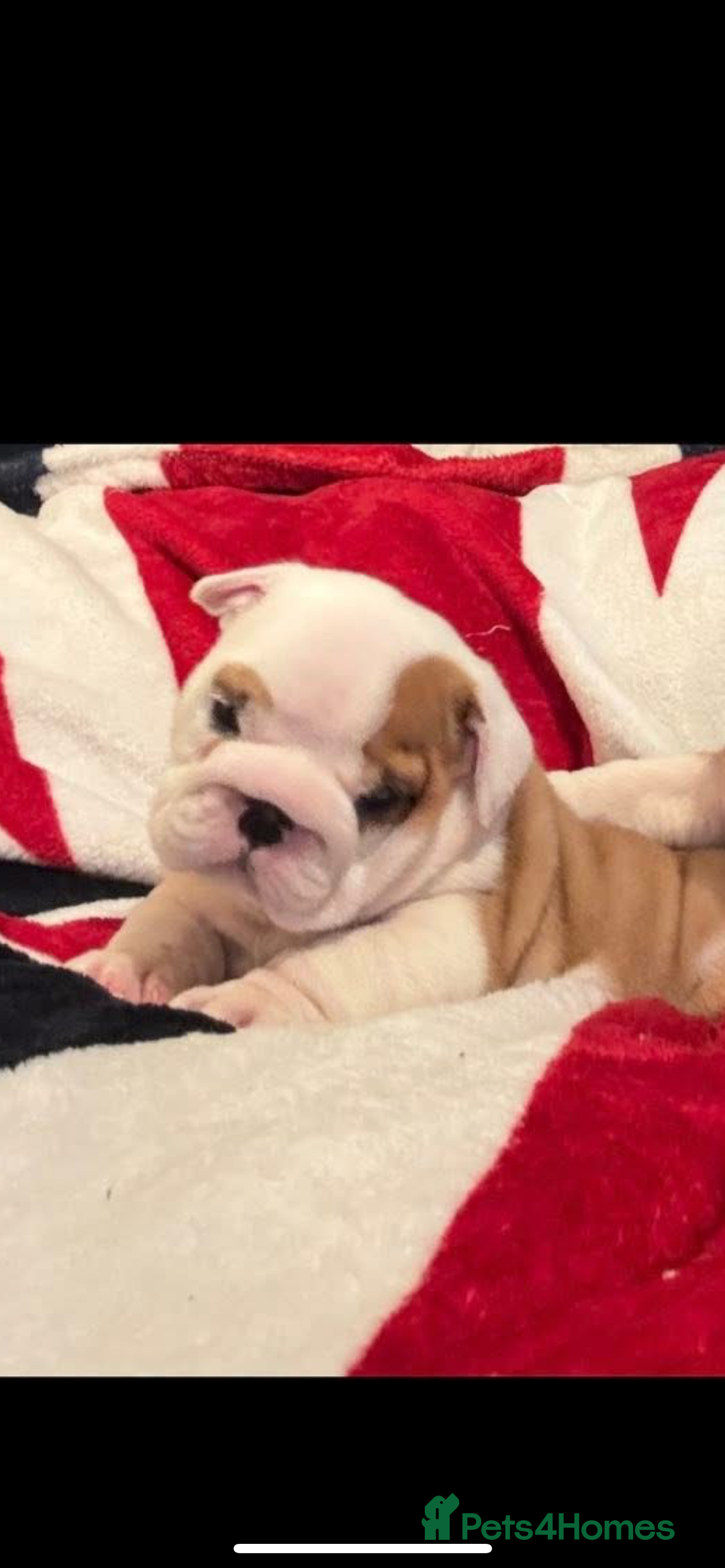 English Bulldog dogs for sale: ONE BEAUTIFUL BOY AVAILABLE  - Advert 1