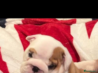 English Bulldog dogs ONE BEAUTIFUL BOY AVAILABLE - Advert 10