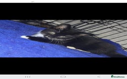 Mixed Breed cats for sale: 2 little sisters  - Image 2