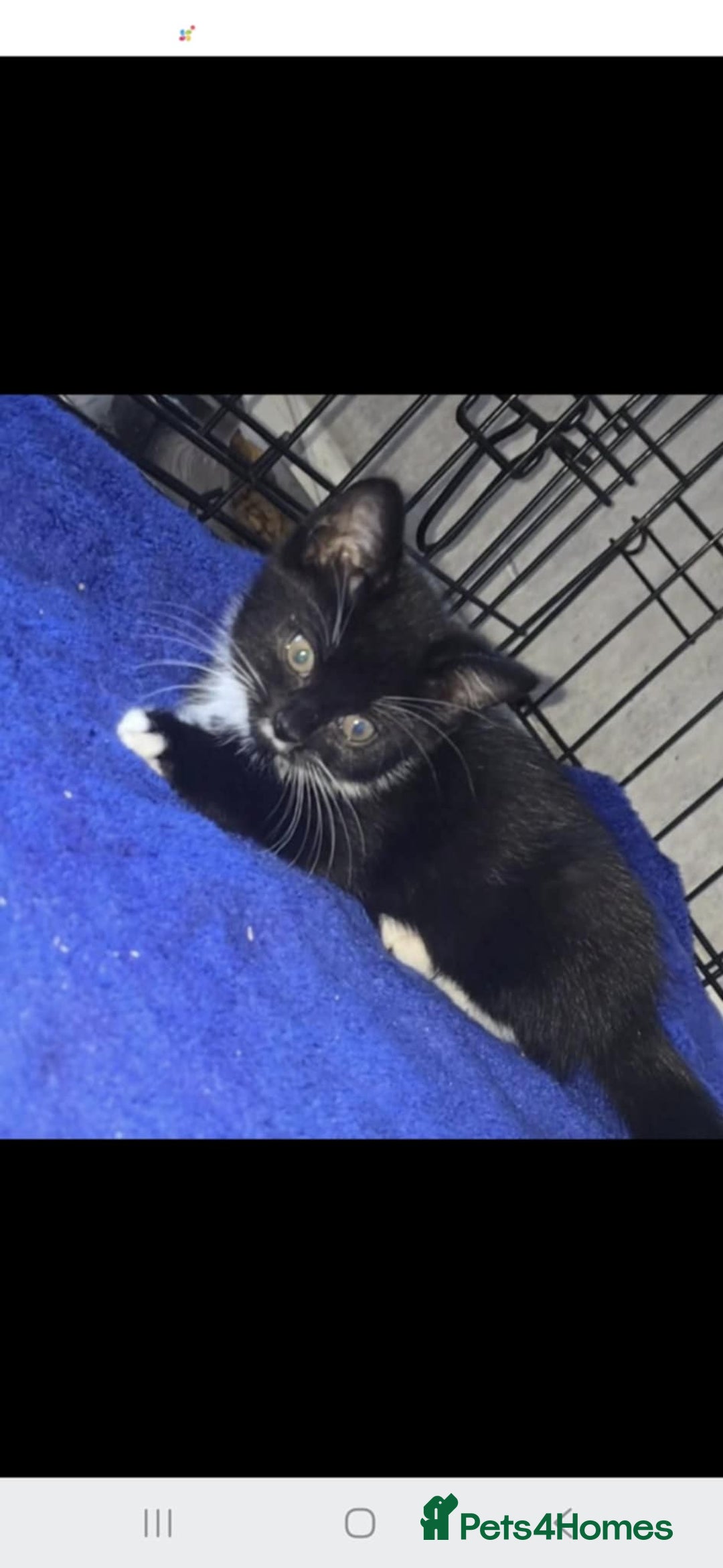 Mixed Breed cats for sale: 2 little sisters  - Image 2