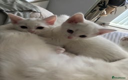 Turkish Angora cats for sale: ✨Adorable white kittens✨ - Image 3