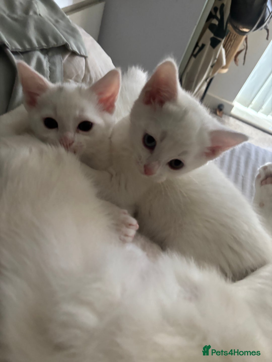 Turkish Angora cats for sale: ✨Adorable white kittens✨ - Image 3