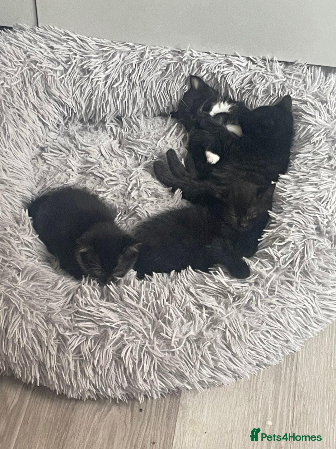 Mixed Breed cats for sale: Kittens For Sale  - Image 7