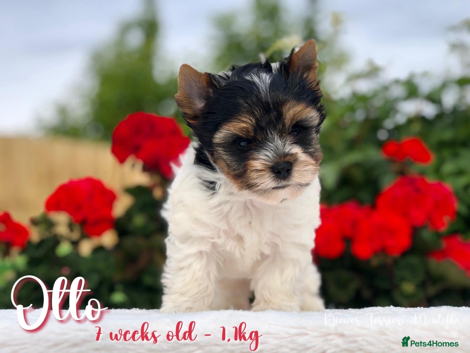 Biewer Terrier dogs for sale: One boy left Biewer Terriers! - Advert 4