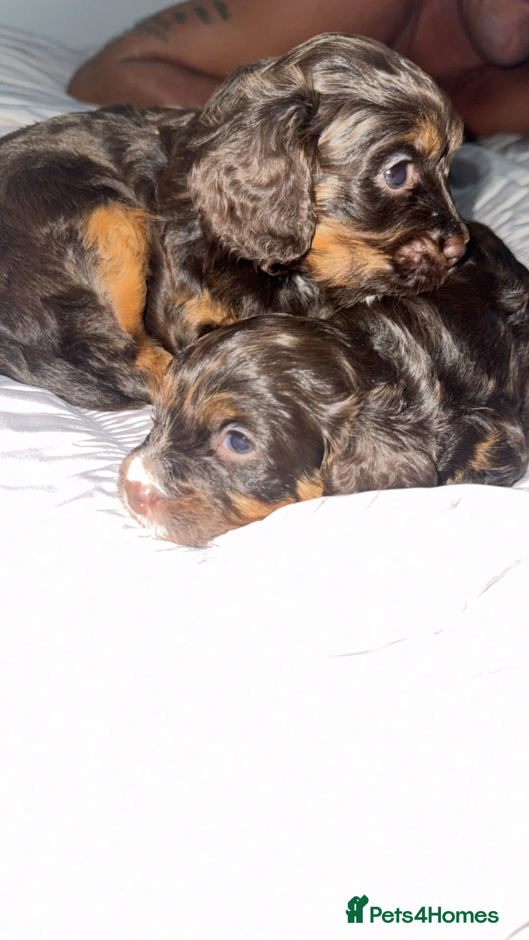 Cavapoo dogs for sale: F1 Cavapoos  - Advert 17