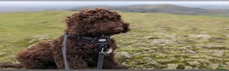 Cockapoo dogs for sale: Stunning Chocolate Show Cockapoo pups - Advert 19