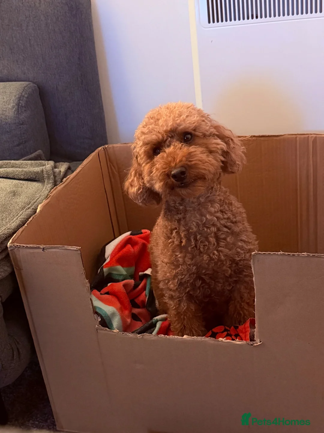 Miniature Poodle dogs for sale: Miniature poodles RED - Advert 19