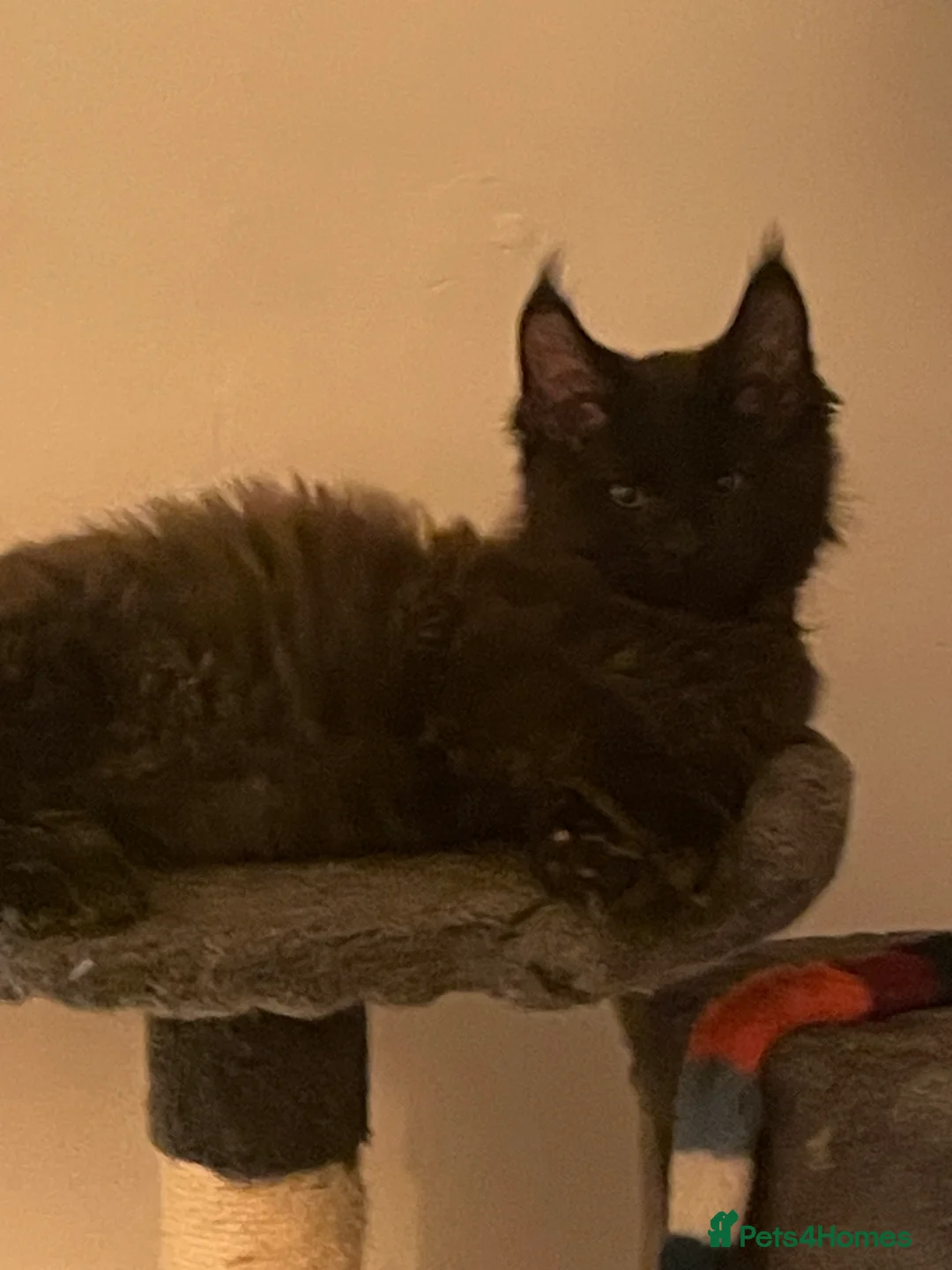 Maine Coon cats for sale: Maine Coon Kittens  - Advert 12