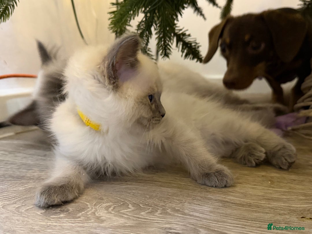 Ragdoll cats for sale: 3 Girl Ragdolls Available, Cute and fluffy!  - Advert 18