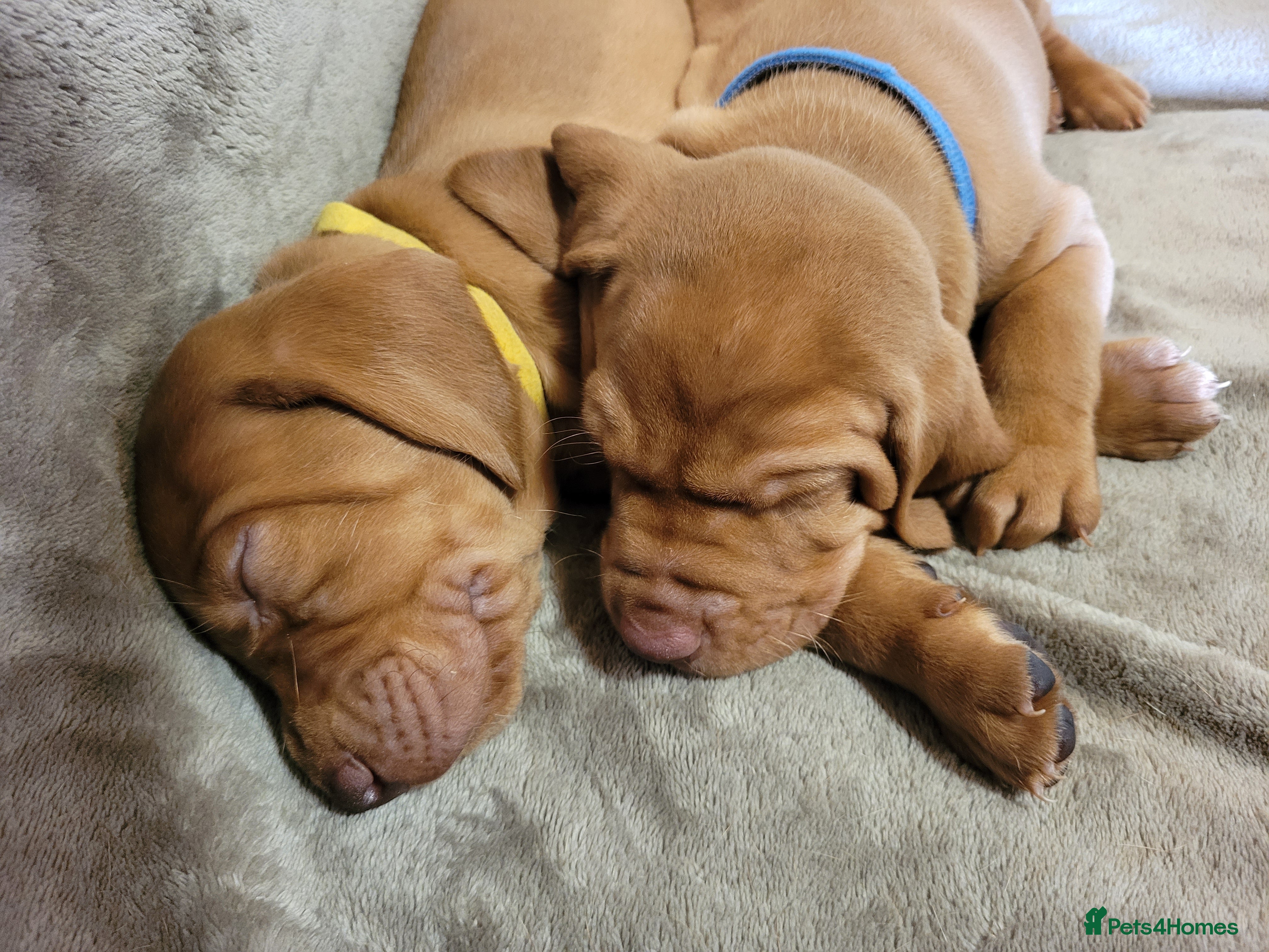 Hungarian Vizsla dogs Exceptional Hungarian Vizsla Puppies for Sale - Advert 6