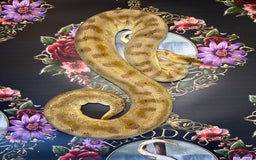 Python Snake reptiles for sale: Selection of royal pythons  - Image 4