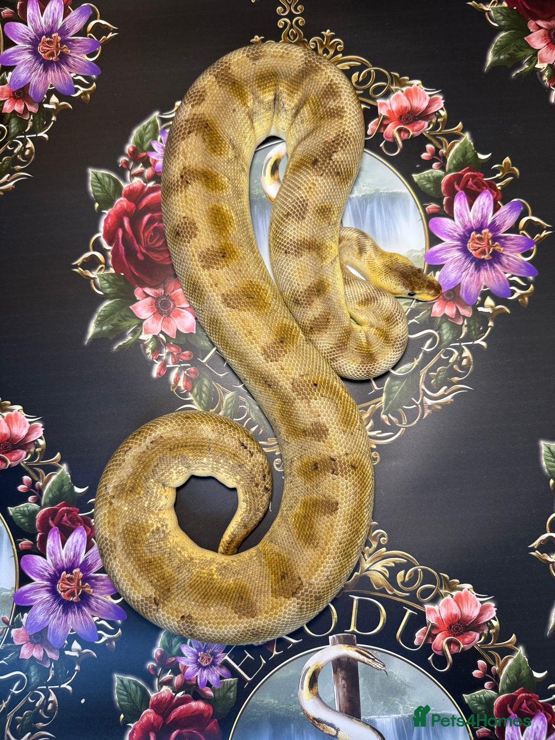 Python Snake reptiles for sale: Selection of royal pythons  - Image 4