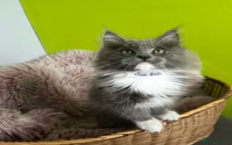 Maine Coon cats for sale: 5 Generation pedigree BLACK SMOKE kittens  - Image 14