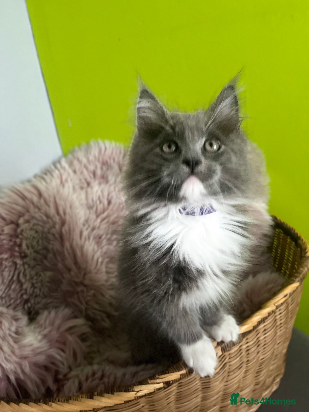 Maine Coon cats for sale: 5 Generation pedigree BLACK SMOKE kittens  - Image 14