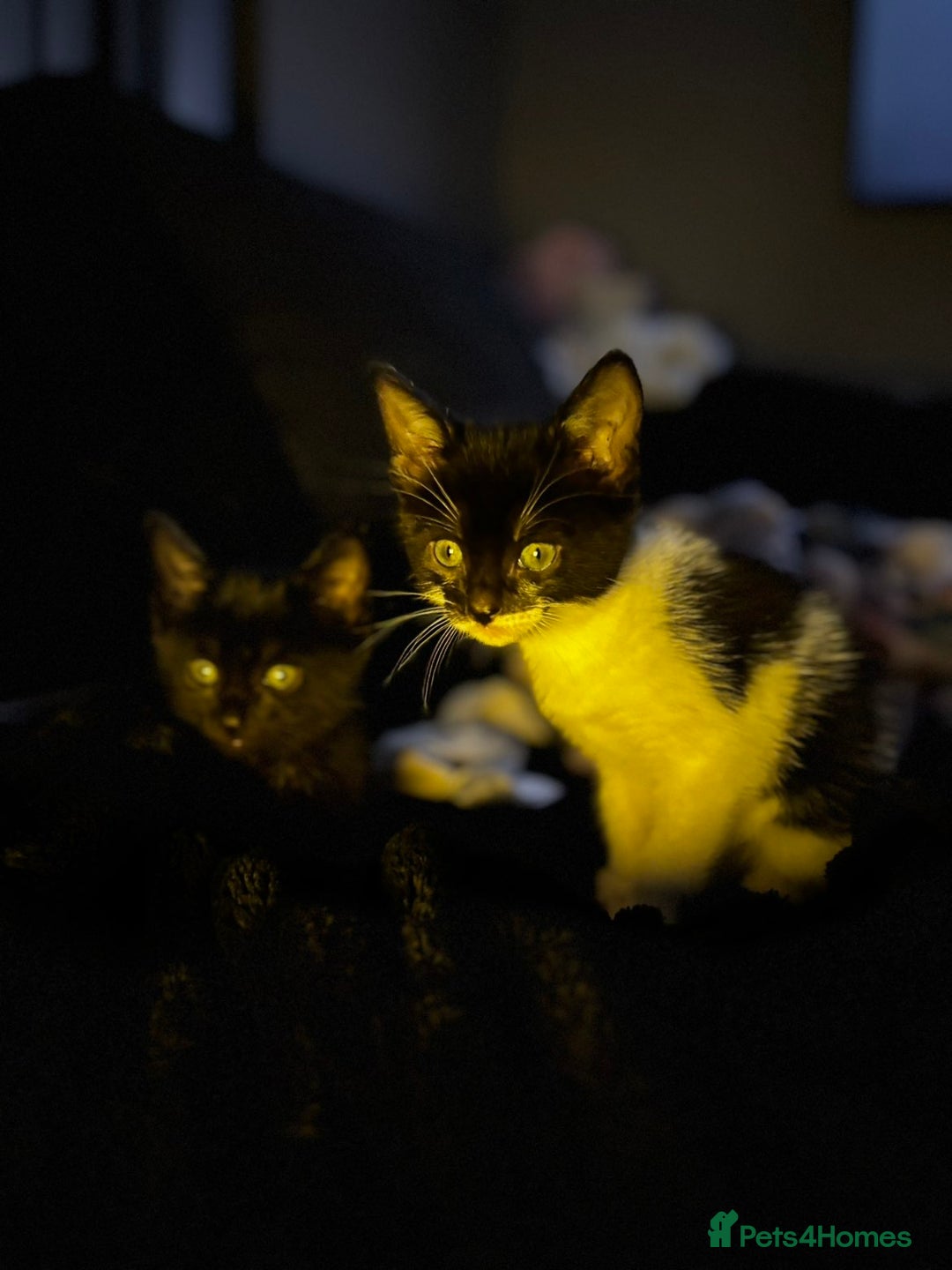 Mixed Breed cats for sale: Kittens  - Advert 20