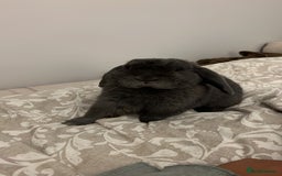 Mini Lop rabbits for sale: 🐰 Ernie the Bunny- looking for a loving new home  - Image 3