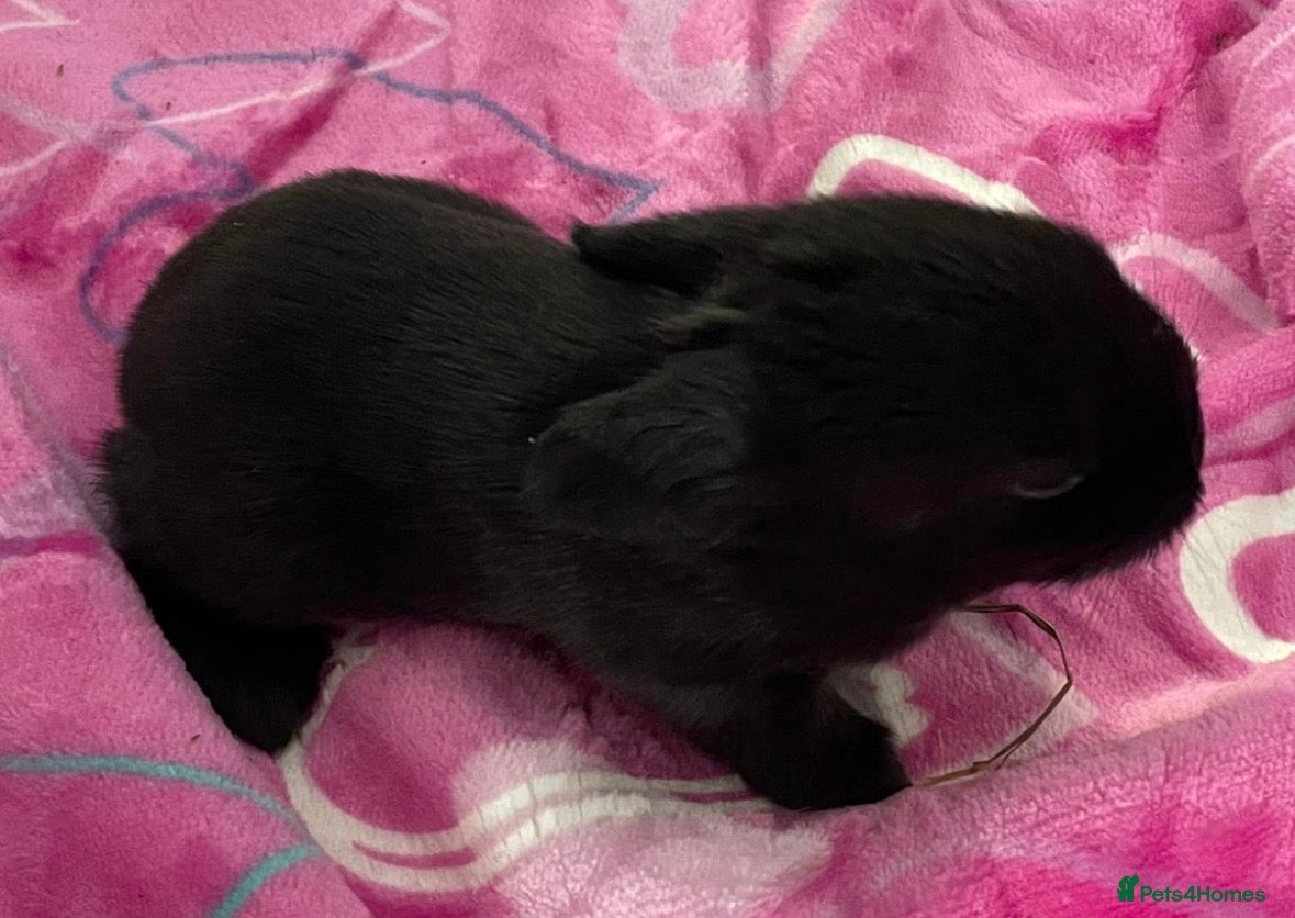 Mini Lop rabbits Mini lop bunnies  - Advert 2