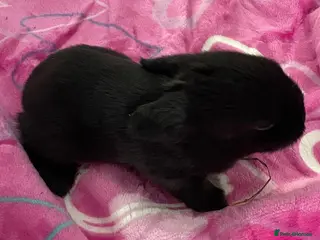 Mini Lop rabbits Mini lop bunnies - Advert 10