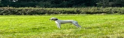 Lurcher dogs for stud: Intelligent 5-Mix Lurcher Stud: Pup Wanted in South Croydon - Advert 3