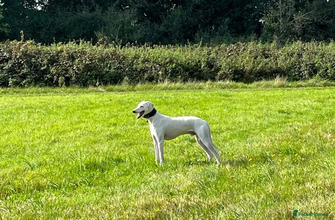 Lurcher dogs for stud: Intelligent 5-Mix Lurcher Stud: Pup Wanted in South Croydon - Advert 3