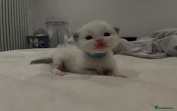 Ragdoll cats for sale: Pure Breed bi colour blue Ragdoll Kittens - Image 14